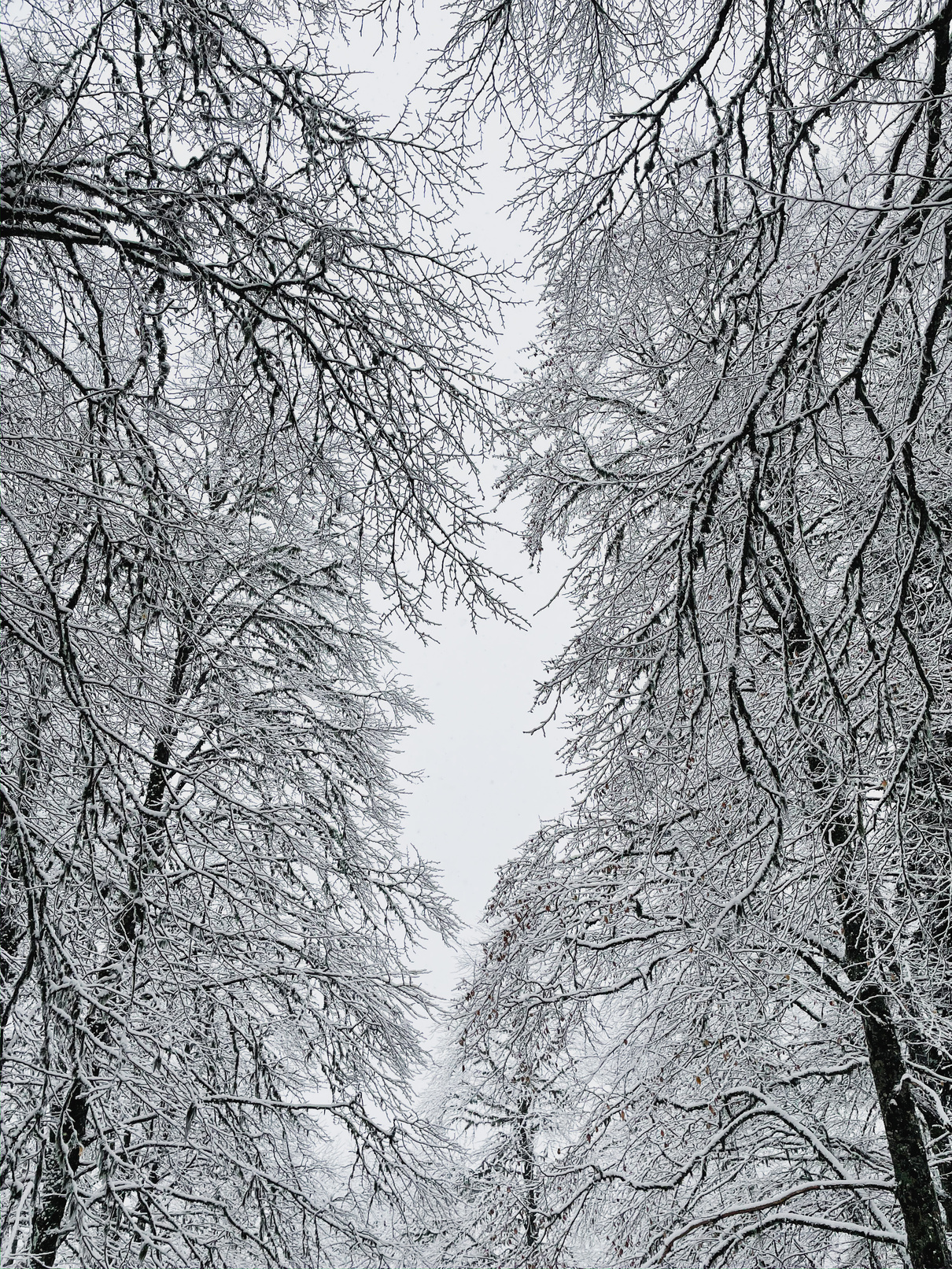 Leafless Trees Covered in Snow